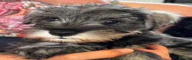 Miniature Schnauzer Puppy 6