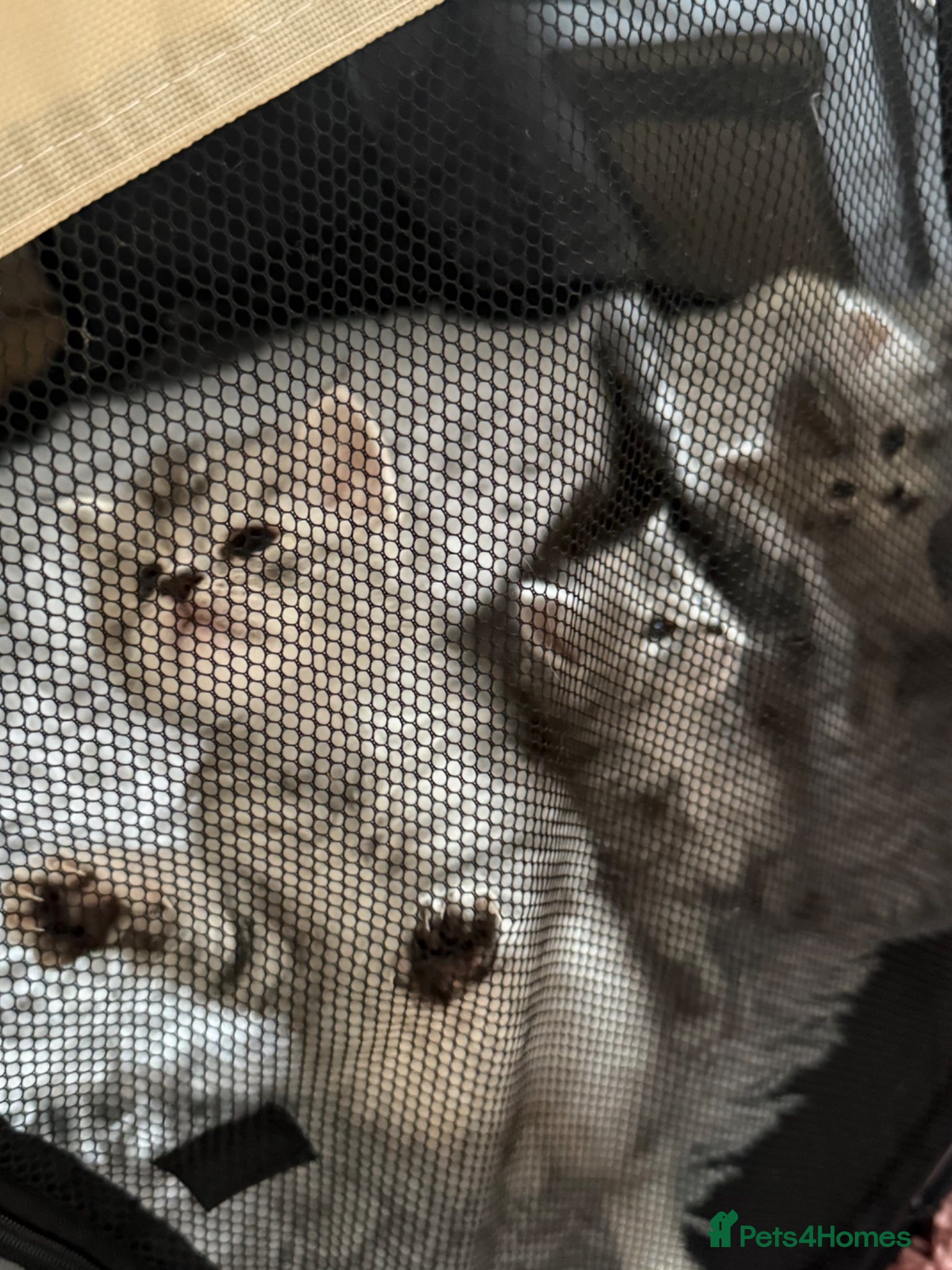 Maine Coon cats Amazing Main Coon Kittens  - Advert 18