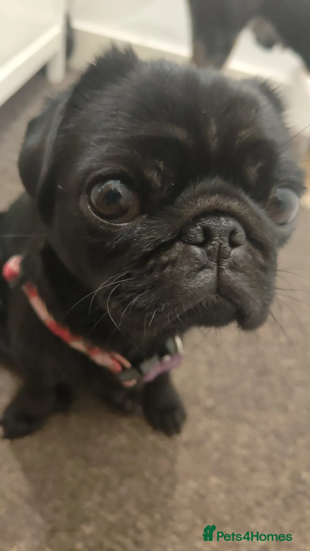 Pug dogs for sale: Ready Pug Pups–Vaccinated, Microchip & loving Home - Advert 1