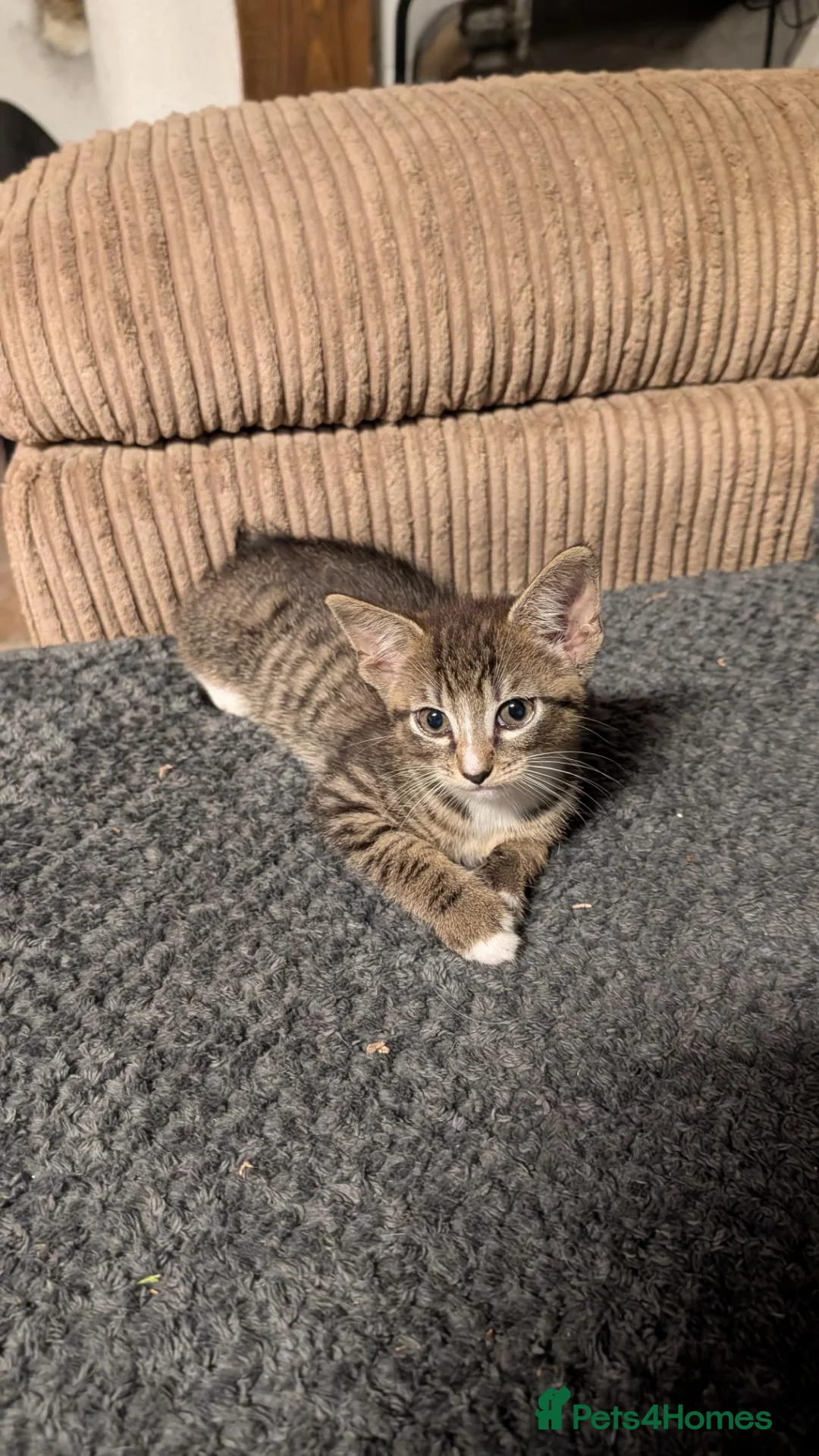Mixed Breed cats for sale: Blood line Maine coon/ragdoll/Russian blue Tabby's - Advert 8