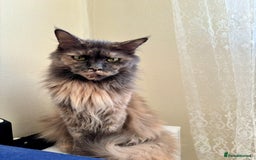 Maine Coon cats for sale: Maine coon - Image 23