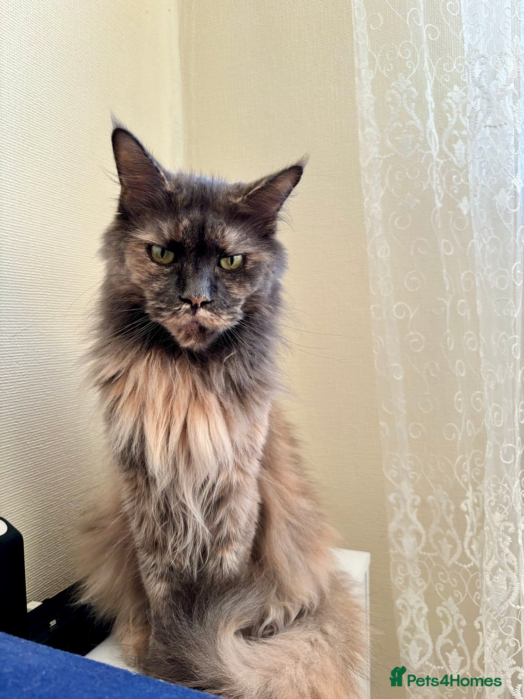 Maine Coon cats for sale: Maine coon - Image 23