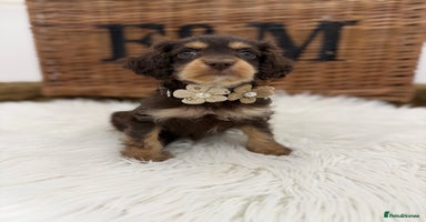 Cavapoo dogs - Advert 6
