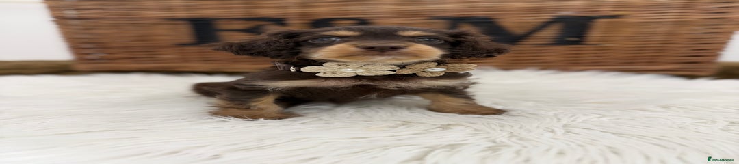 Cavapoo Puppy 3