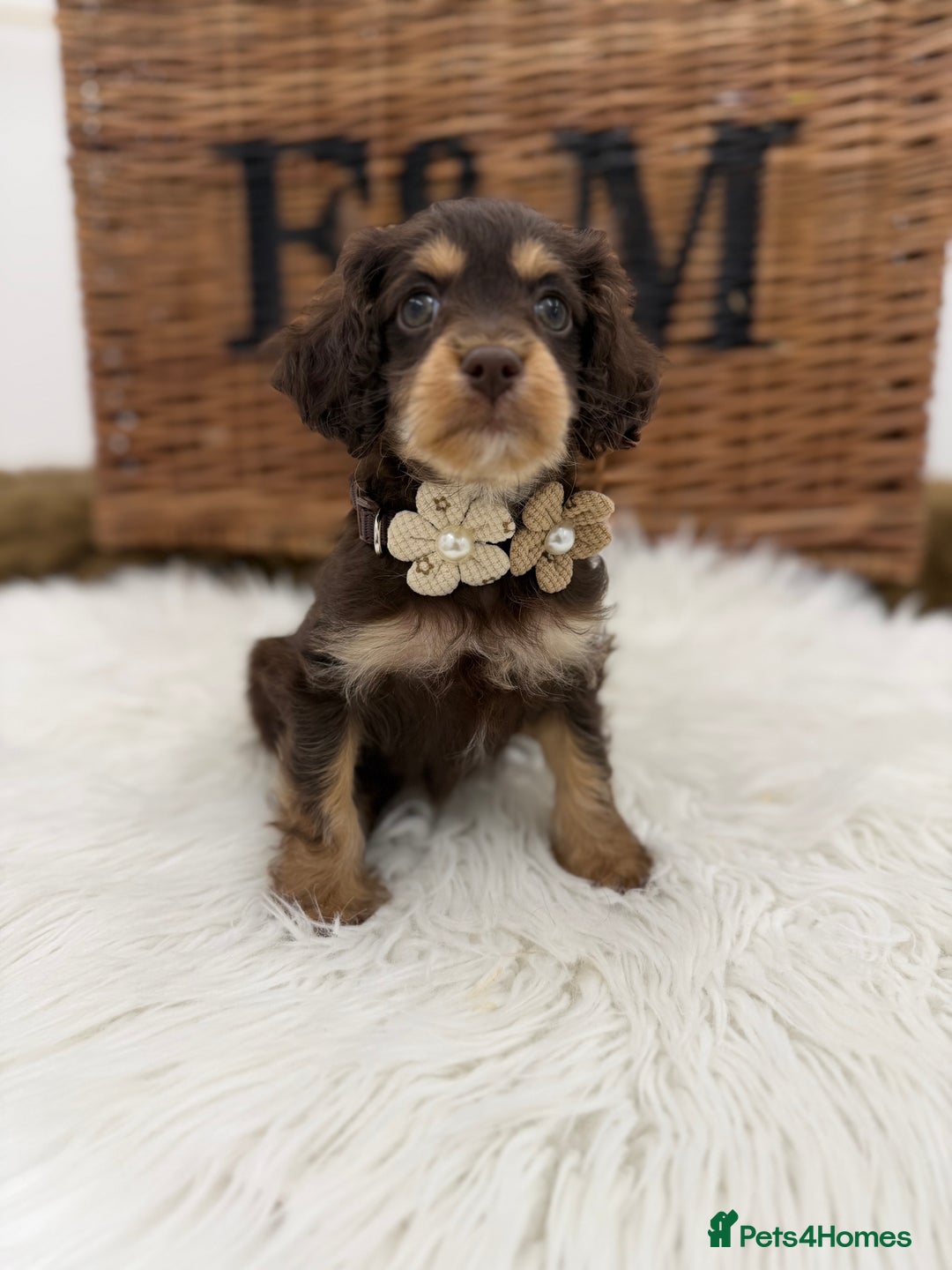 Cavapoo dogs for sale: F1 Toy cavapoos exstensively health tested - Image 3
