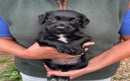 Cocker Spaniel dogs for sale: KC REG FIELD TRIAL SIRED COCKER SPANIEL PUPPIES  - Image 13