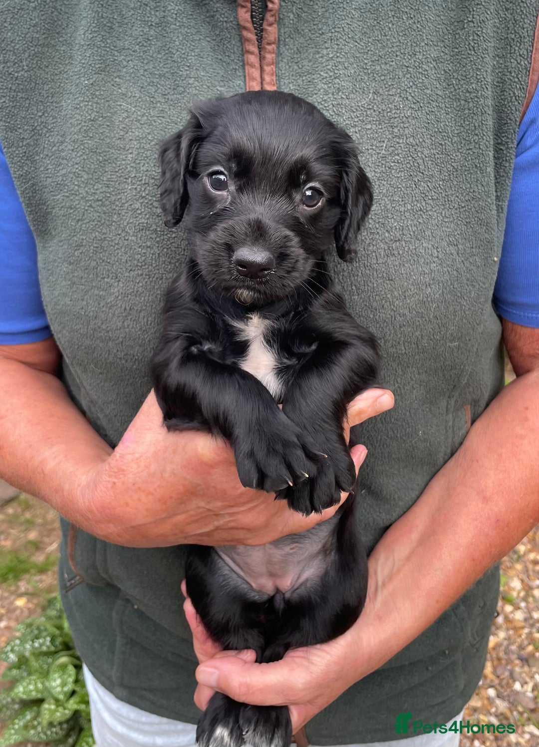 Cocker Spaniel dogs for sale: KC REG FIELD TRIAL SIRED COCKER SPANIEL PUPPIES  - Image 13