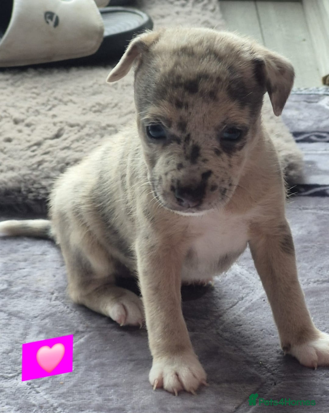 Jack Russell dogs for sale: Jack russell puppy's  - Image 1