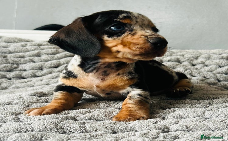 Miniature Dachshund dogs - Advert 1