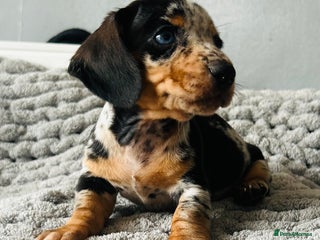 Miniature Dachshund dogs - Advert 2