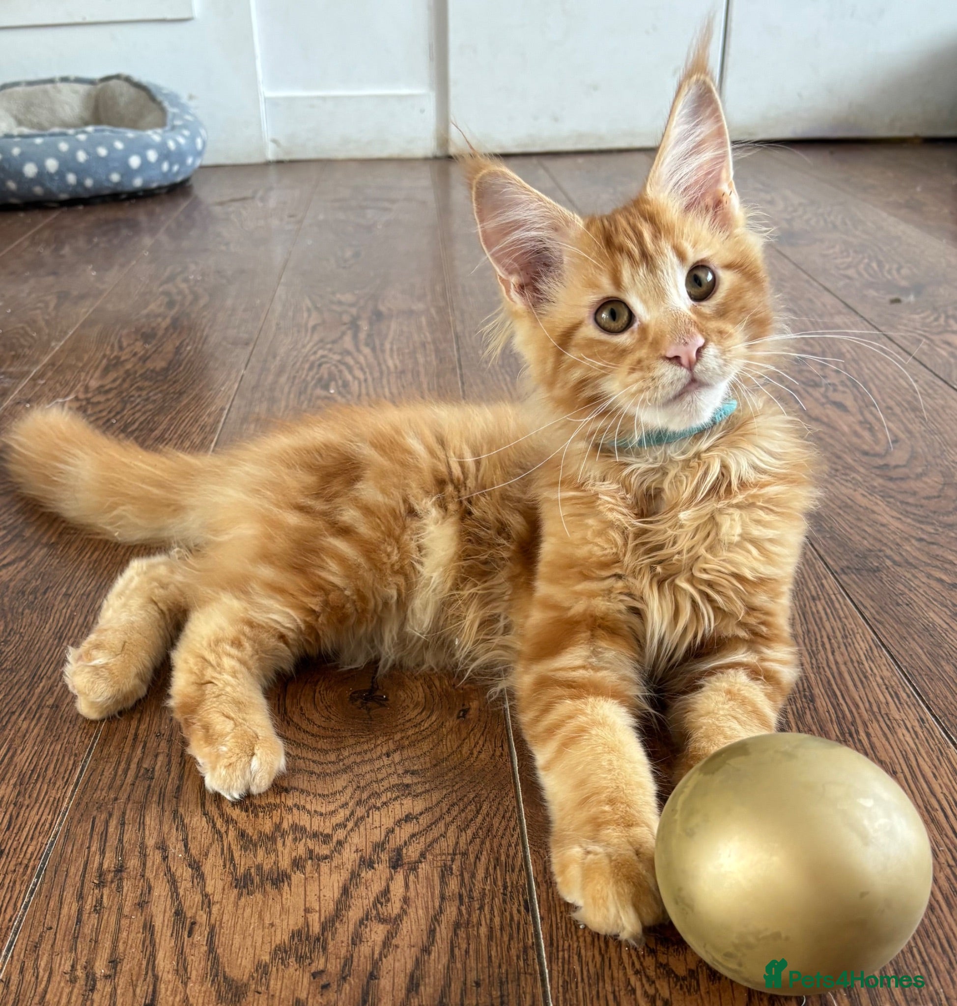 Maine Coon cats Ready Now TICA Registered Male Maine Coon Kitten - Advert 10