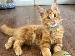 Maine Coon cats DNA tested clear TICA Reg Male Maine Coon - Advert 10