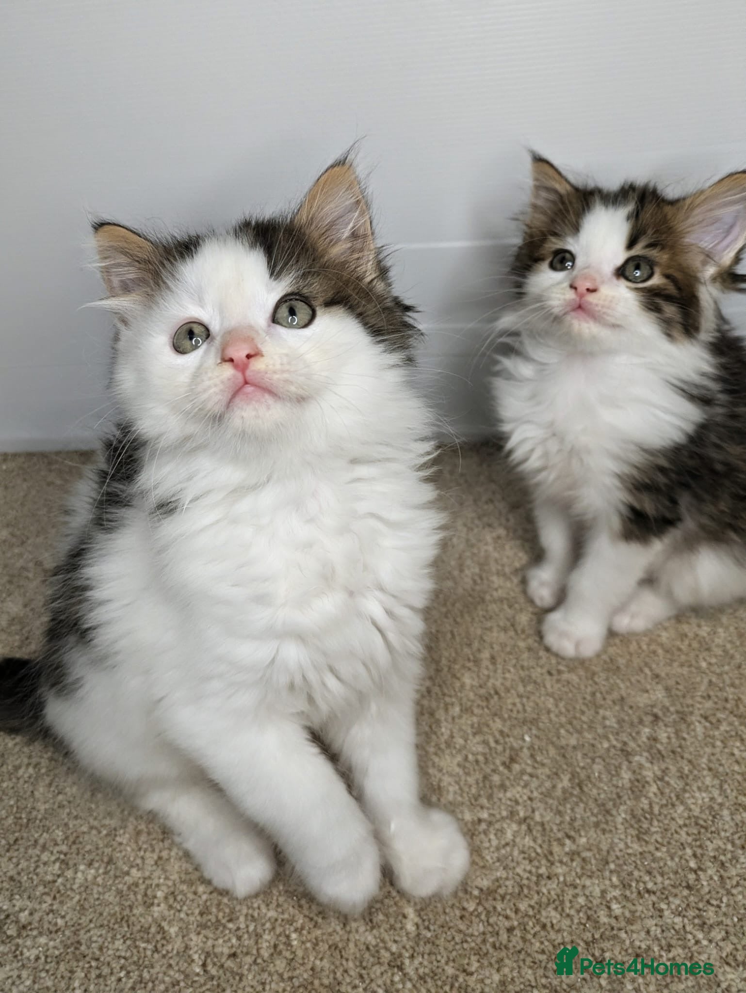 Maine Coon cats  Beautiful Maine coon kittens  - Advert 6
