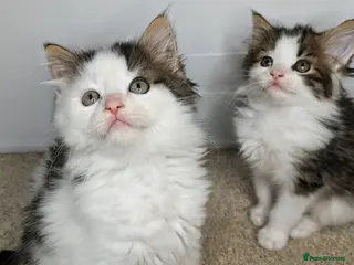 Maine Coon cats Beautiful Maine coon kittens - Advert 6