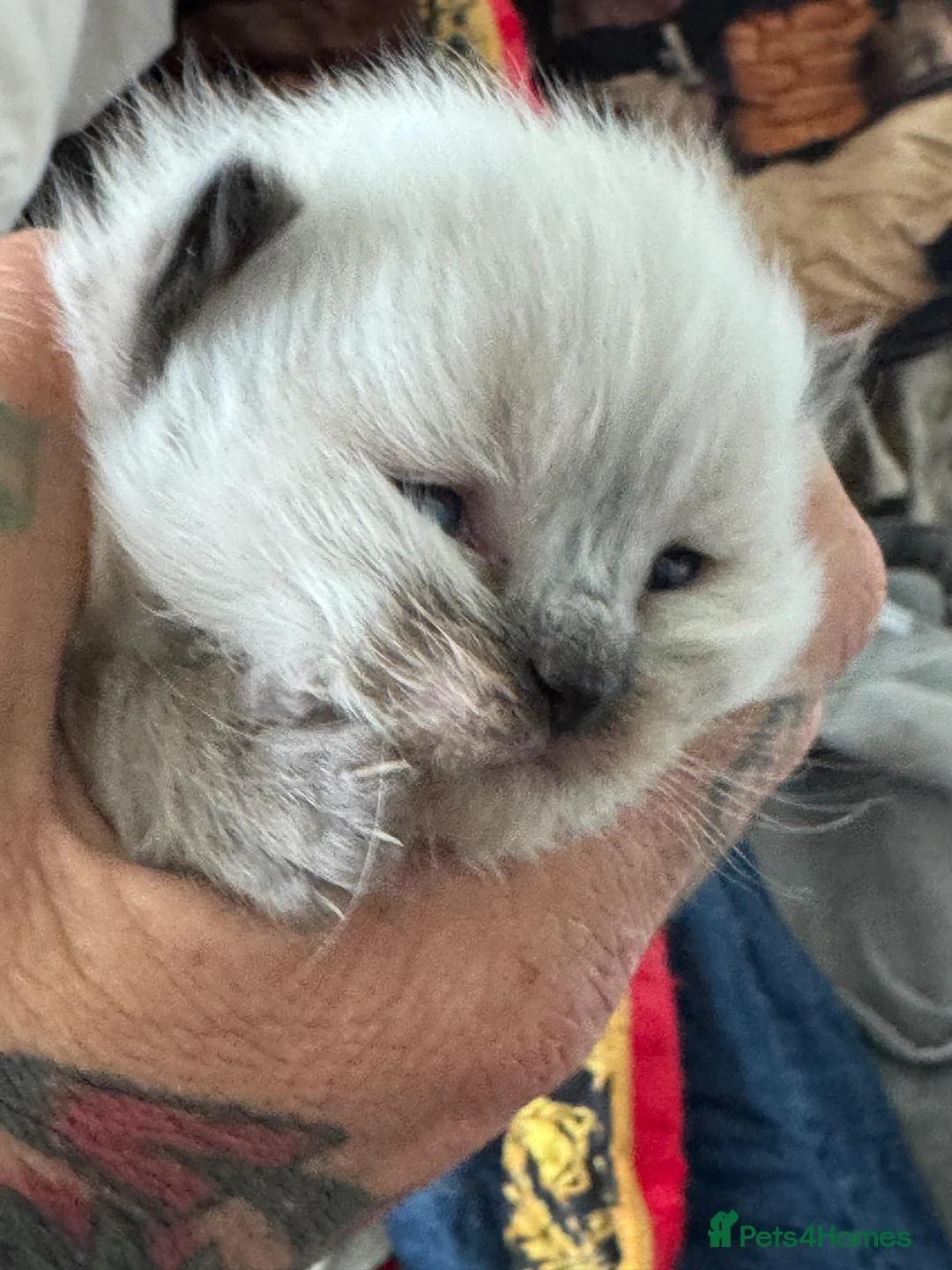 Maine Coon cats for sale: STUNNING 🤩 MAINE COON KITTENS  - Advert 10