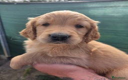 Golden Retriever dogs for sale: 🧡 dark red working Golden Retriever puppies 🧡 - Image 13