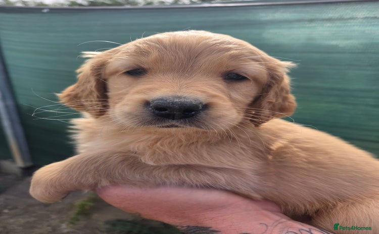 Golden Retriever dogs - Advert 8