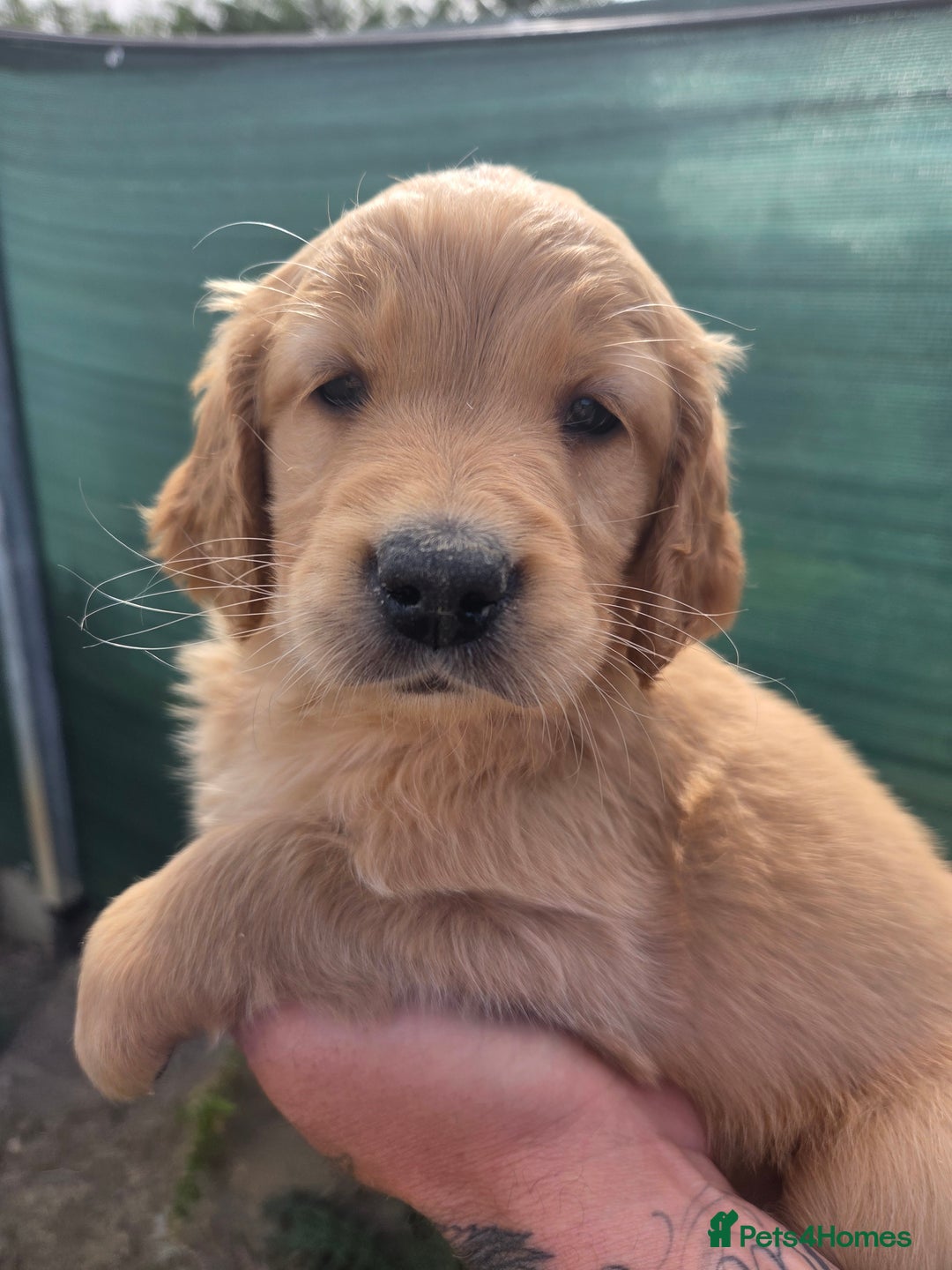 Golden Retriever dogs for sale: 🧡 dark red working Golden Retriever puppies 🧡 - Image 13