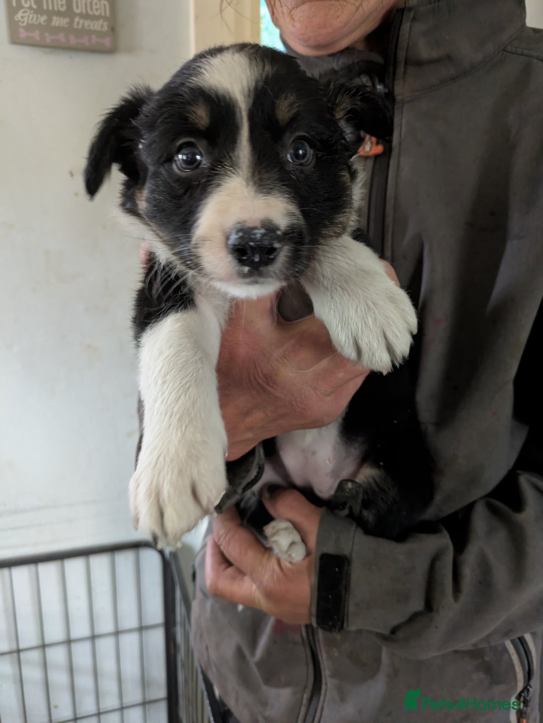 Border Collie dogs for sale: 6th Generation pedigree border collies  - Image 4