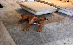 American Bully dogs for sale: Brutus  - Image 2