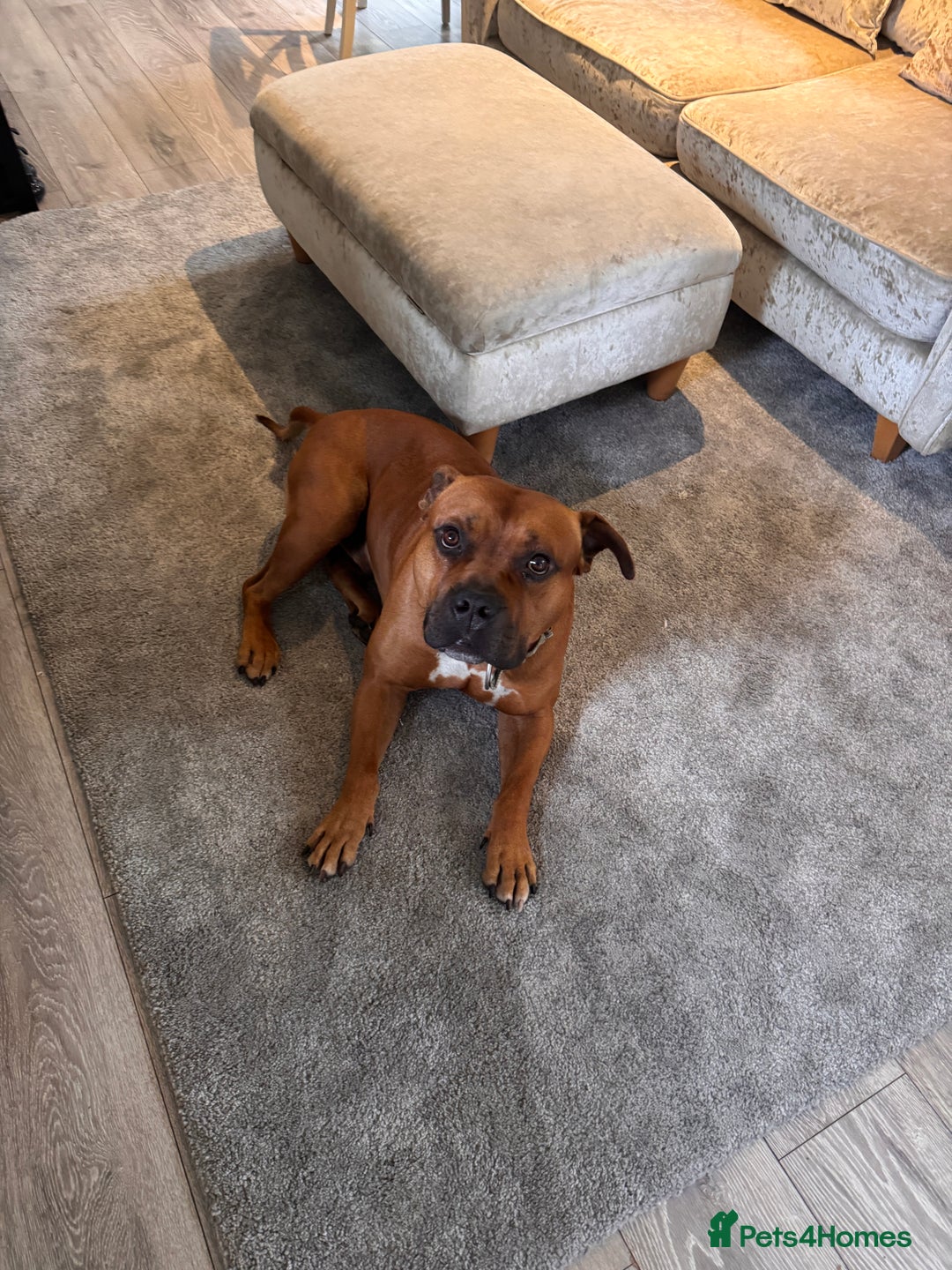American Bully dogs for sale: Brutus  - Image 2