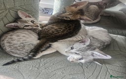Savannah cats for sale: Savannah F6 kittens *Last one Left* - Image 21