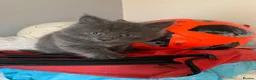 Mixed Breed cats for sale: 5 beautiful kittens - Advert 5