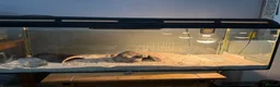 Leopard Gecko reptiles for sale: 🦎 Leopard Gecko Buddy – Looking for new home - Advert 5