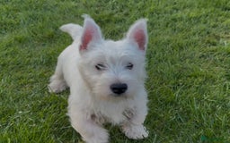 West Highland Terrier dogs for sale: West Highland Terrier pups Dad show lines - Image 1