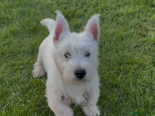West Highland Terrier dogs - Advert 1