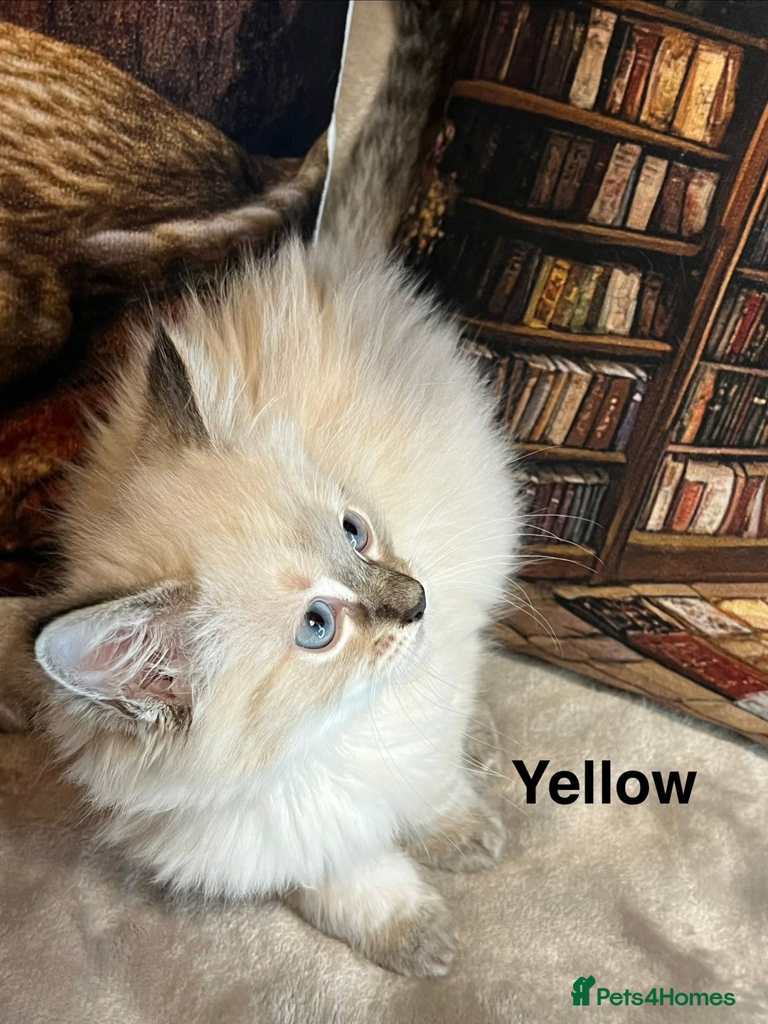 Ragdoll cats for sale: ❤️Amazing Pure Ragdoll Girls Waiting Loving Family - Advert 10