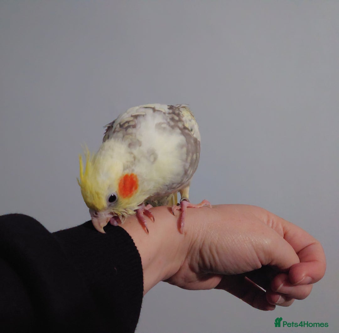 Cockatiels birds for sale: Hand reared silly tame DNA sexed baby cockatiels  - Image 21