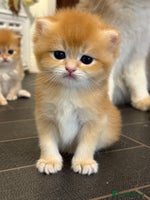 British Shorthair cats - Advert 2