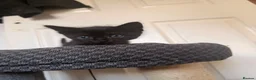 Domestic Shorthair cats for sale: 4 beautiful baby’s ready for there home - Advert 17