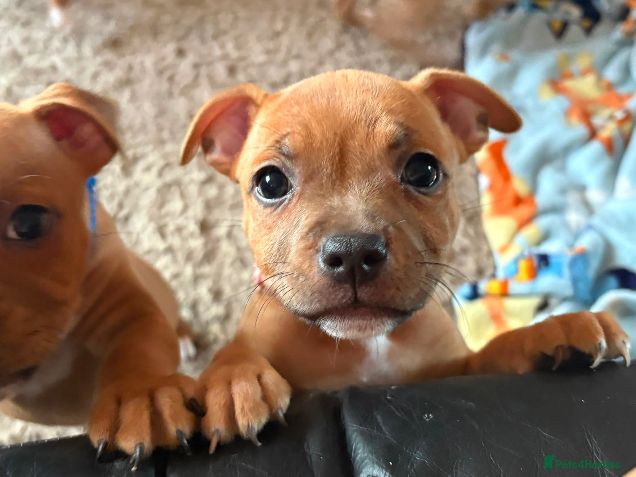 Staffordshire Bull Terrier dogs KC S.B.T 1 FEMALE LEFT READY TO LEAVE  ❤️❤️🏆🩸 - Advert 4