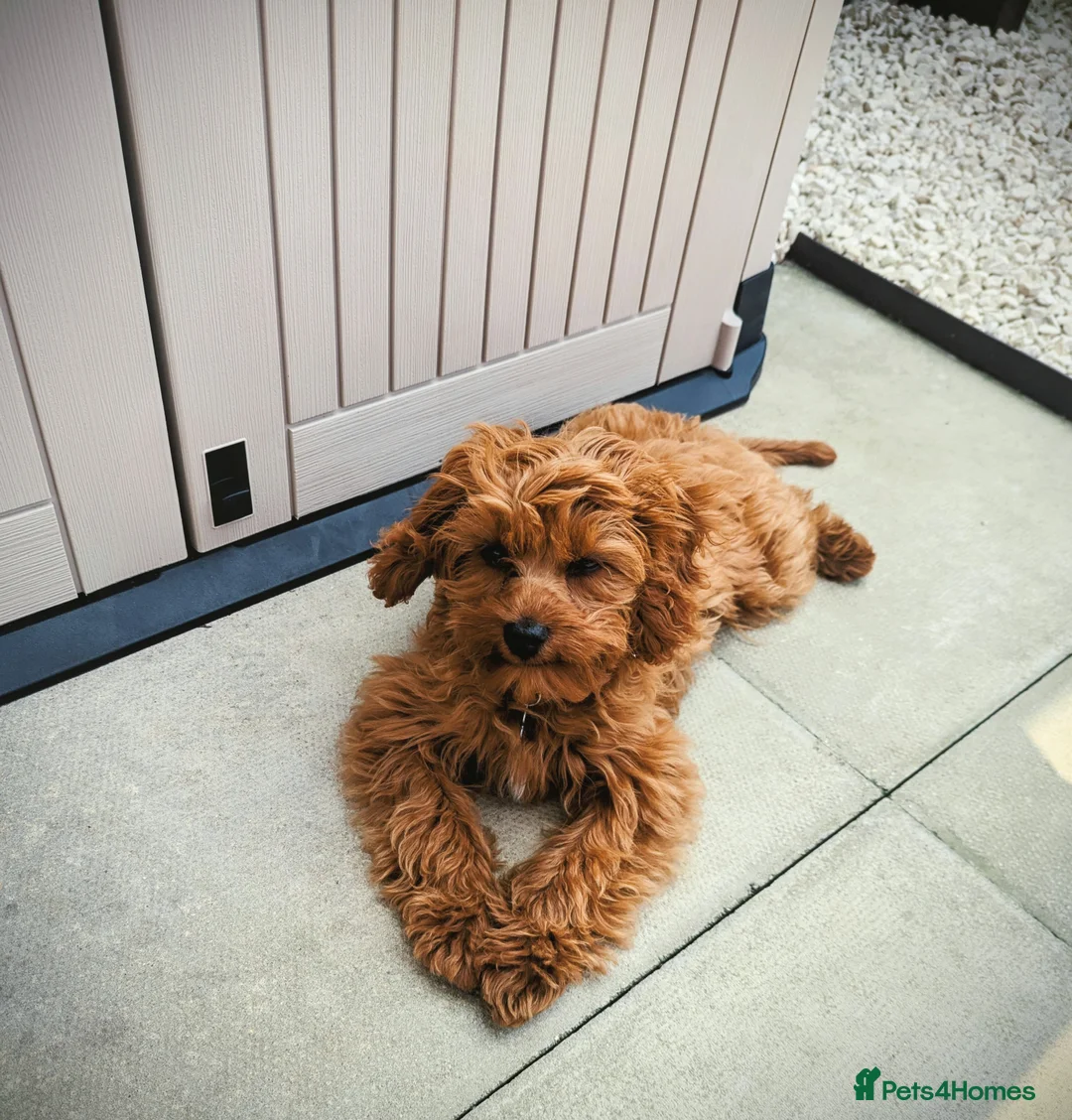 Cavapoo dogs for sale: Red F1 Cavapoo - Advert 11