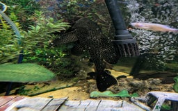 Plecos fish for sale: Large pleco fish  - Image 1