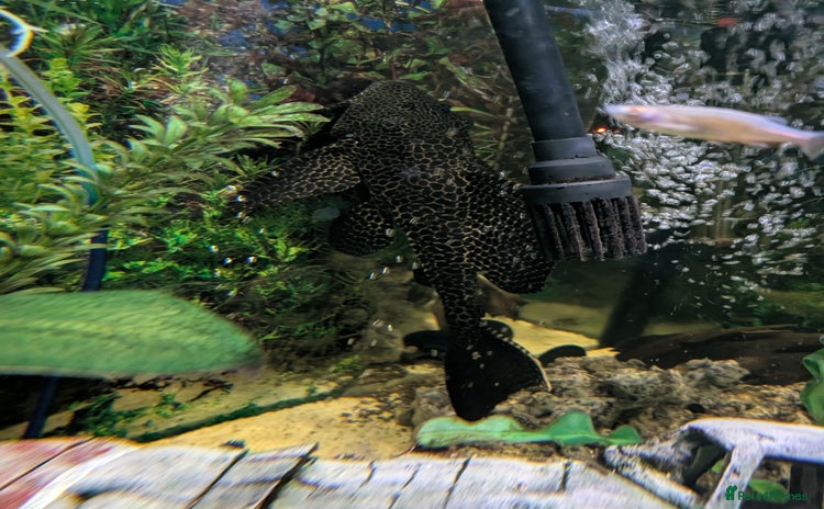 Plecos fish - Advert 1
