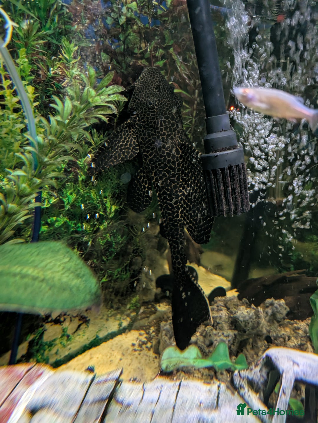 Plecos fish for sale: Large pleco fish  - Image 1