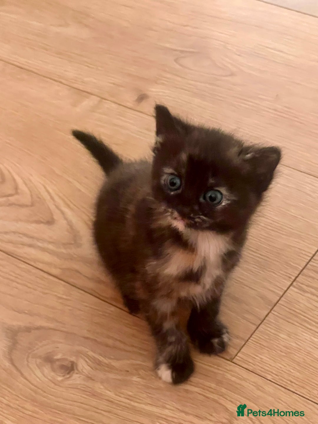 British Longhair cats for sale: 2 adorable kittens looking for their forever home - Image 15