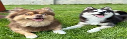 Pomsky dogs for sale: F3 Pomsky Puppies - all blue eyed  - Advert 13