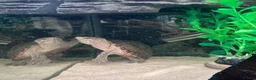 Turtle reptiles for sale: Two Common Musk Turtles  - Advert 3