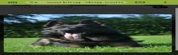 German Shepherd dogs for sale: Exceptional Working Line German Shepherd Puppies - Advert 3
