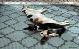 Domestic Shorthair cats for sale: Beautiful friendly Kittens  - Image 29