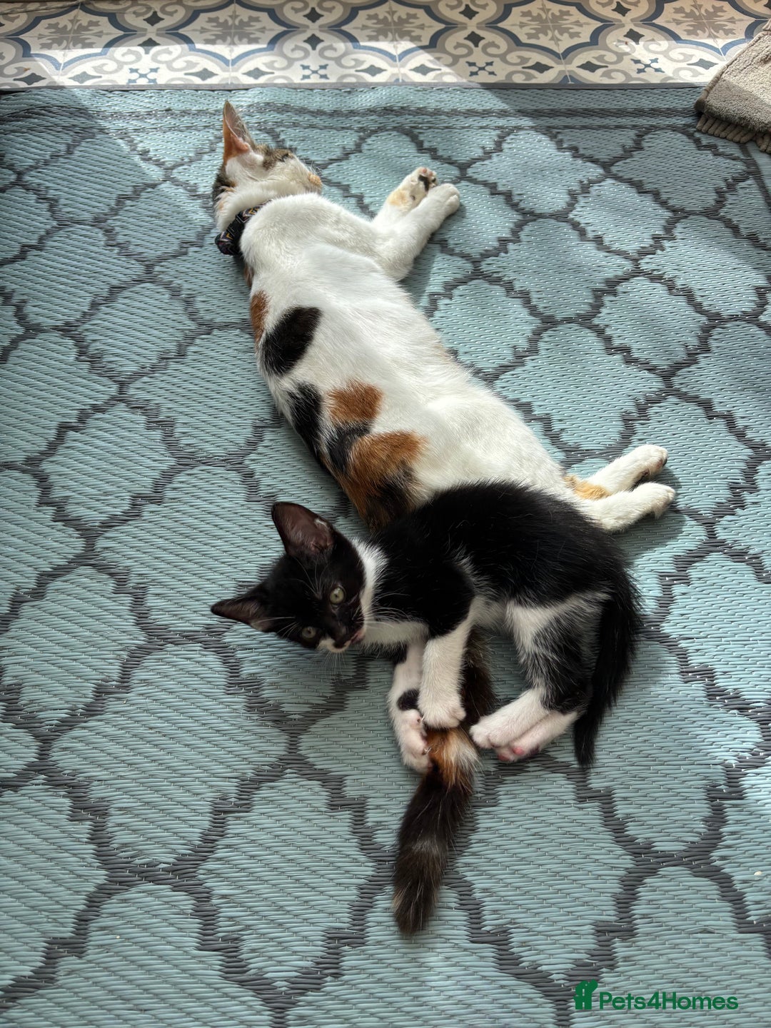 Domestic Shorthair cats for sale: Beautiful friendly Kittens  - Image 29