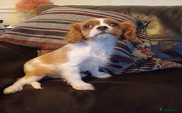 Cavalier King Charles Spaniel dogs for sale: READY kc, health tested girl - Image 13