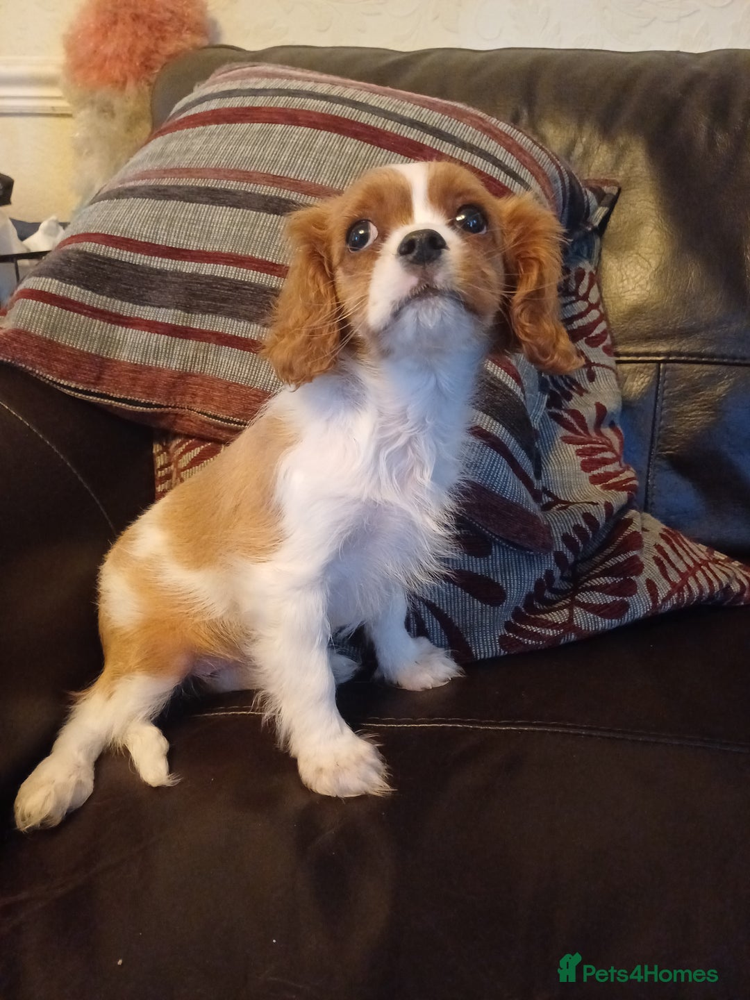 Cavalier King Charles Spaniel dogs for sale: READY kc, health tested girl - Image 13