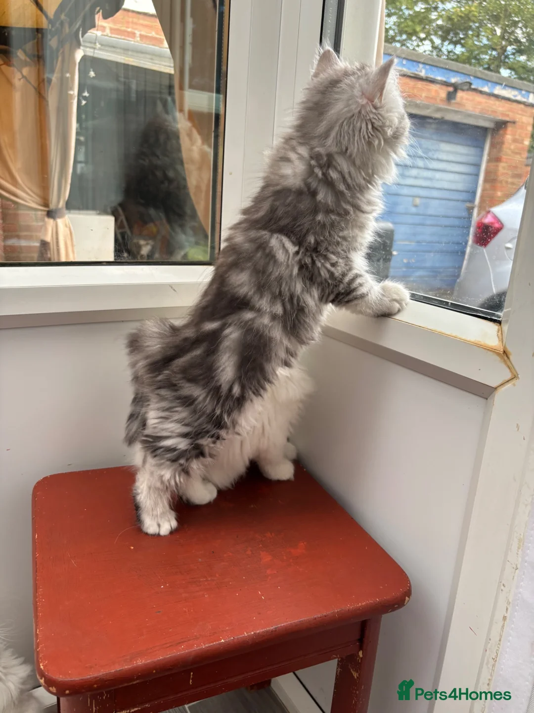 Persian cats for sale: Persian kittens for sale - Advert 2