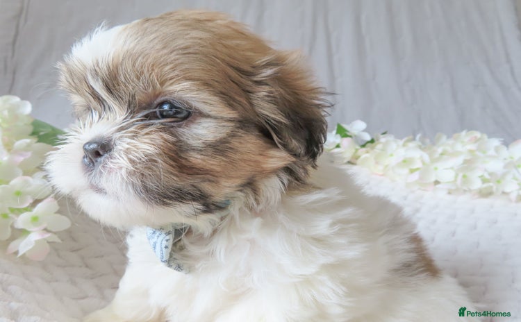 Shih Tzu dogs - Advert 11