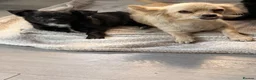 Chihuahua dogs for sale: REDUCED Long haired Chihuahua Puppies  - Advert 10